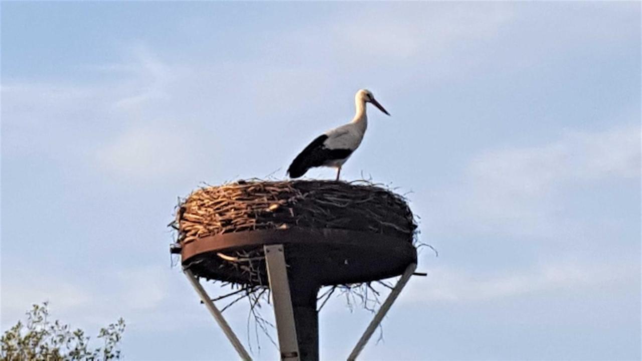 Fewo Storchennest Kollmar Exterior foto